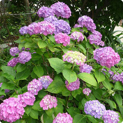 アジサイピンク