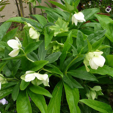 クリスマスローズ