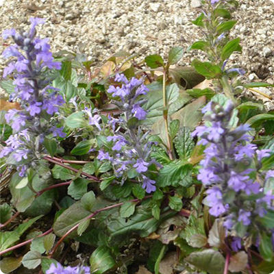 ジュウニヒトエ