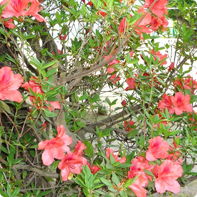 ツツジオレンジ