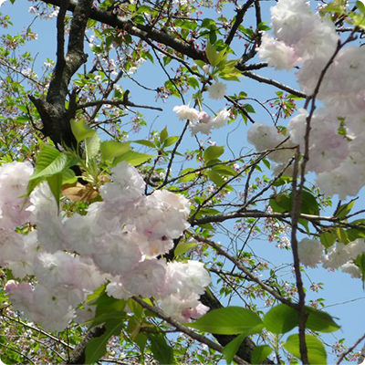 チョウチンザクラ