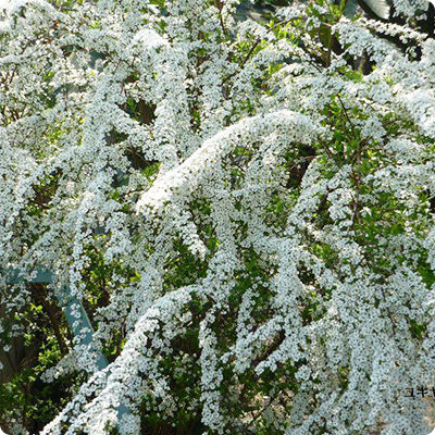 ユキヤナギ